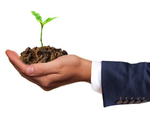 Image of hand holding a small plant.