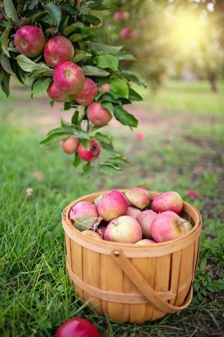 apples in a basket