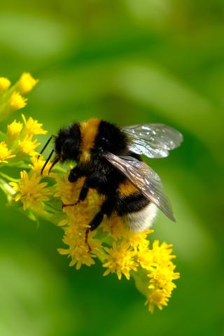 bumblebee on yellow flowers