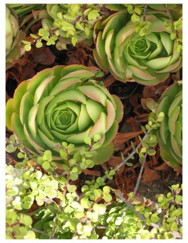 succulent garden