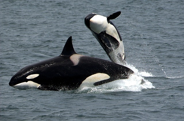 Image of two whales swimming in the ocean.