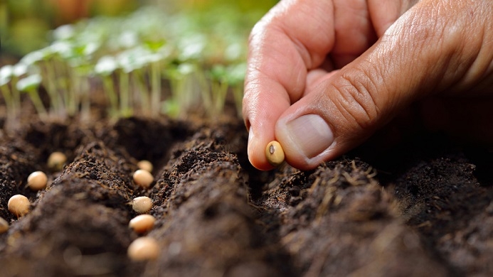 Seeds being planted