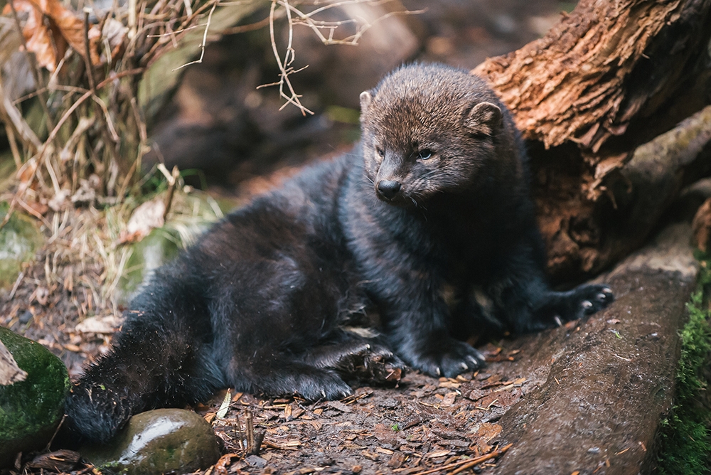 Amazing Mammals with Northwest Trek